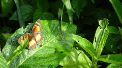 Junonia sophia