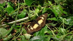 Pseudacraea lucretia