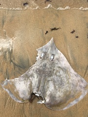 Dipturus innominatus