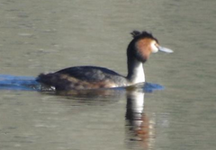 Podiceps cristatus