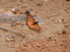 Acraea axina