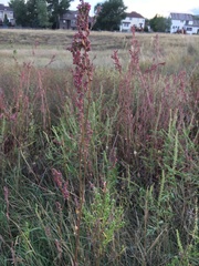 Atriplex micrantha