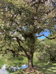 Erythrina crista-galli