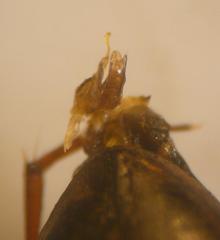 Hydroporus tessellatus