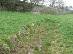 Hydroporus tessellatus