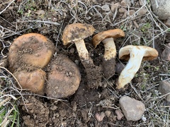 Pholiota foedata