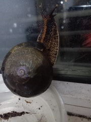 Camaena menglunensis