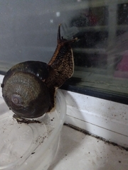 Camaena menglunensis