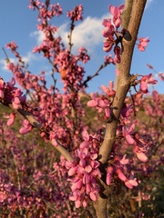 Cercis siliquastrum
