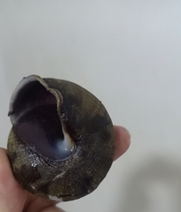 Camaena menglunensis