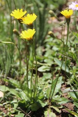 Leontodon caucasicus