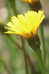 Leontodon caucasicus