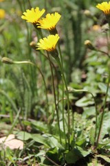 Leontodon caucasicus