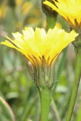 Leontodon caucasicus