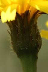 Leontodon caucasicus