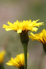 Leontodon caucasicus