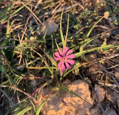 Silene colorata