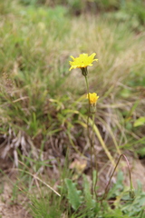 Leontodon caucasicus