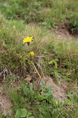 Leontodon caucasicus