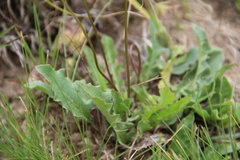 Leontodon caucasicus