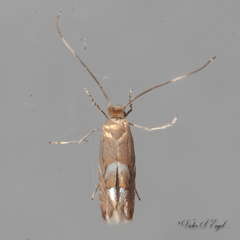 Phyllonorycter aeriferella