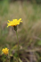 Leontodon caucasicus