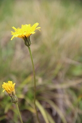 Leontodon caucasicus