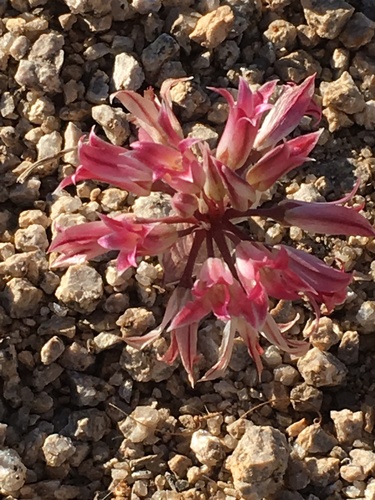 Image of Allium parishii by (c) Ryan Donnelly, some rights reserved (CC BY)