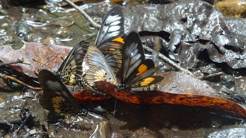 Telchinia peneleos gelonica