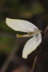 Carlowrightia arizonica