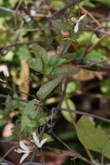 Carlowrightia arizonica
