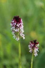 Neotinea ustulata ustulata