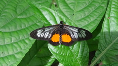 Acraea peneleos