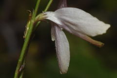 Carlowrightia arizonica
