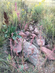 Atriplex micrantha