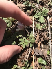 Anemonoides apennina