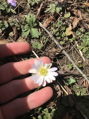 Anemonoides apennina