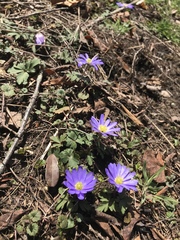 Anemonoides apennina