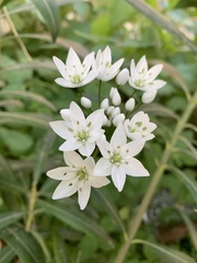 Allium neapolitanum
