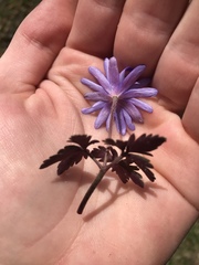 Anemonoides apennina