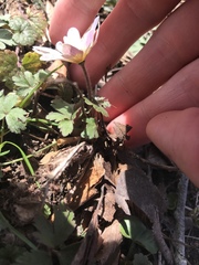 Anemonoides apennina