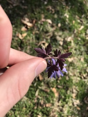 Anemonoides apennina