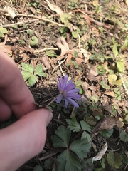 Anemonoides apennina