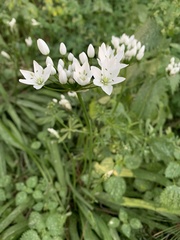 Allium neapolitanum