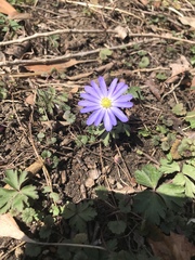 Anemonoides apennina