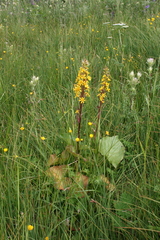 Ligularia subsagittata