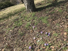 Anemonoides apennina