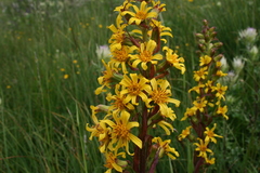 Ligularia subsagittata