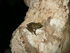 Craugastor yucatanensis