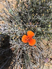 Calochortus kennedyi